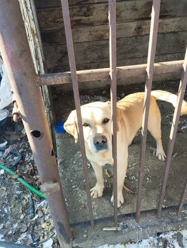 чистокровный алабай цена: Лабрадор-ретривер, 2 месяца, Самка — 5