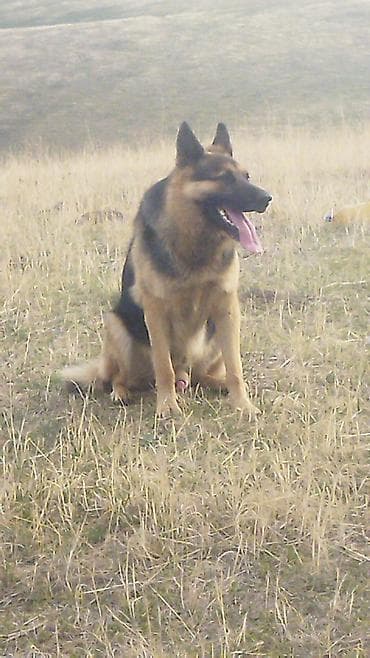 Мал бакканга малчы керек, только Уй торпок, адрес Сокулук