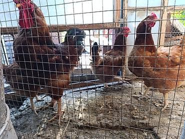 тоджон корейский: Продаю | Куры | Для разведения — 4