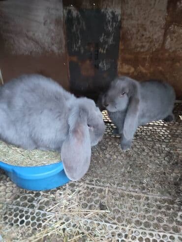 коен: Кролики породы Французский баран чистопородные. Всё пропоенные и — 2