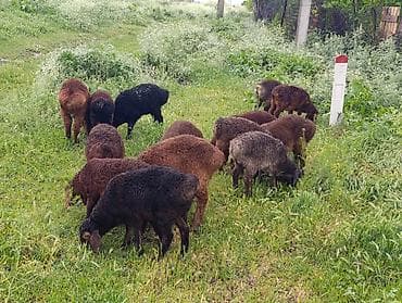 Продам с/х животных: Продаю | Овца (самка), Ягненок, Баран (самец) | Полукровка | Для разведения | Ярка — 2