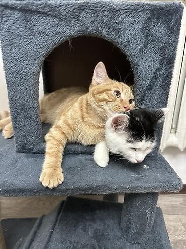 Продажа кошек: Продается кошки🐱🐱 Очень красивые,ласковые и домашние Ищем для них — 1