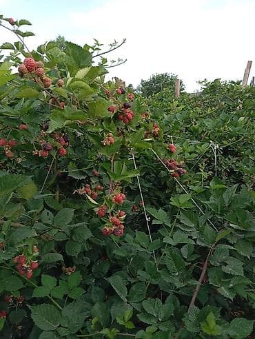 роза рассада: Ежевика садовая (побеги на шпалере, крупноплодные кисти) - Сортовая — 2