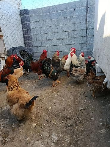 цыплята мастер грей: Продаю | Куры | Для разведения — 9