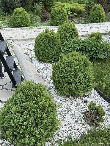 Самшит: Самшит шаровидной формы (Buxus) для ландшафтного озеленения. - Форма — 3