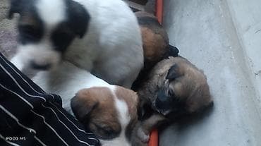 русский черный терьер: Отдам щенят. Порода метис,но отец овчарка, крупная порода,и поэтому — 7