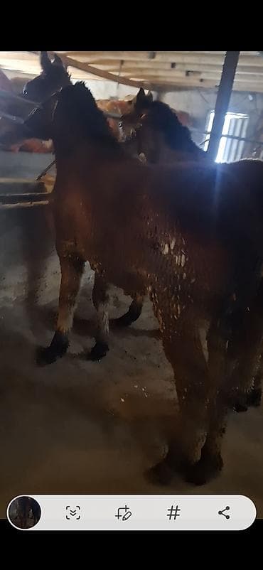 Иттер: Молодые мулаки (гибрид лошади и осла). - Окрас: рыжий/бурый, темная — 2