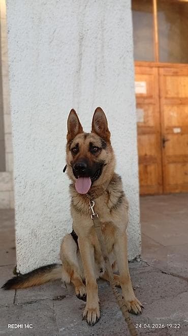 Взяка.Крепкий кабель немецкой овчарки