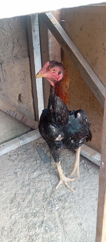 рака: Продаю | Петух | Бойцовая | Для разведения — 3
