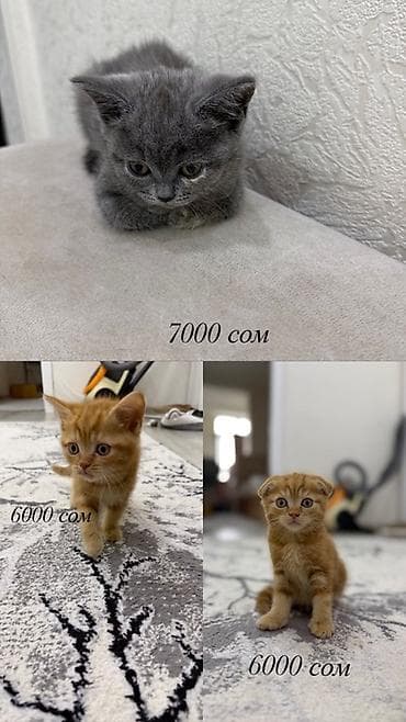 Мышыктар сатылат: Котята 🐾 Очаровательные котята ищут любящий дом! 🐾 ✨ Дата рождения — 1