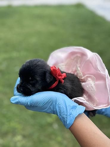 рынок собак в бишкеке: 🐶 Ищут дом 4 щенка! 🏡 Малышей нашли совсем крохами, выброшенными на — 5