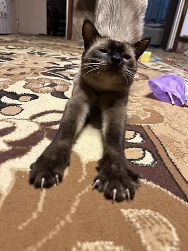 британка кошка: Кошка даром: Сиамская, 1 год, Мальчик, Приучена к лотку, Проглистована — 5