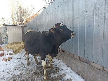 кобыла бээ: Продаю | Тёлка | Алатауская | Для разведения | Стельные — 1