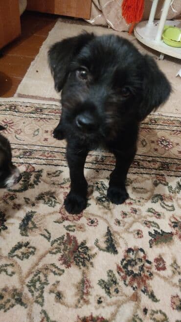 охотничий собака дратхар: Щенок дратхар ищет хозяина ответственного — 1