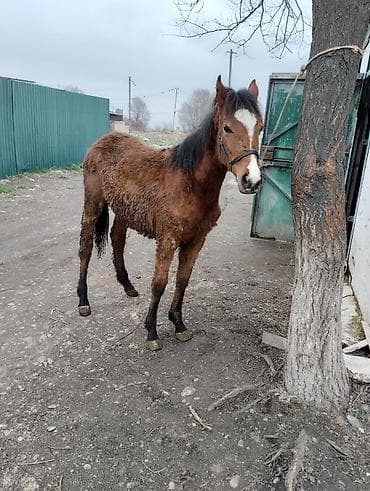 ящик бишкек: Сатам | Тай | Көбөйтүү үчүн | Асыл тукумдуу — 6