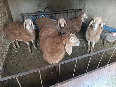 немецкий офчарка: Продаю | Баран (самец) | Эдильбаевская | Для разведения — 2