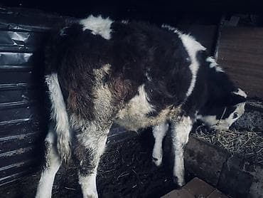 продаю теленка: Продаю | Музоо, торпок | Полукровка | На откорм | Привязанные — 2