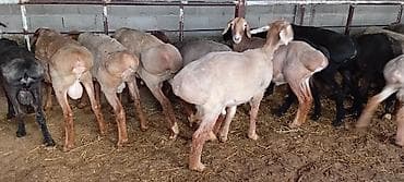 рабочий ат: Продаю | Баран (самец) | Для разведения — 5