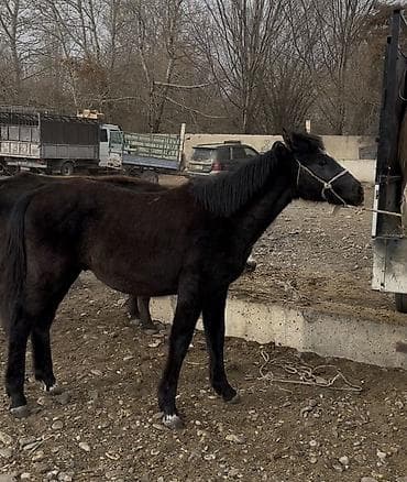 куплю жеребят: Продаю | Жеребенок | Кара Жорго | Рабочий — 1