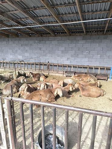 арашанские матки: Продаю | Ягненок | Арашан | Для разведения | Племенные — 8