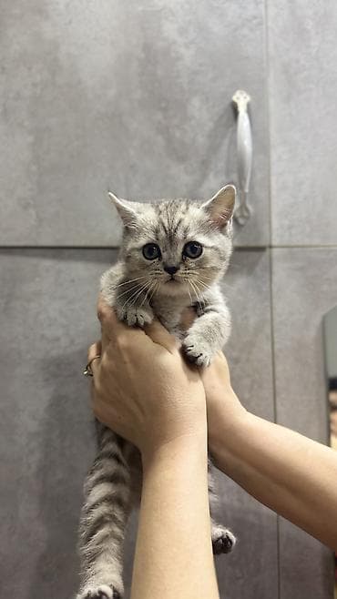 шиншиллу: Шотландские котята (скоттиш-страйт) 2 страйта Описание: - Порода — 2