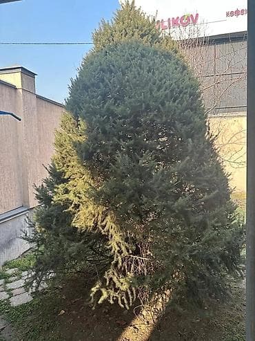 фруктовые деревья: Саженцы деревьев: Ели — 10