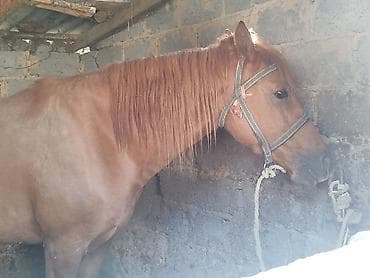 жеребая: Продаю | Жеребец — 3