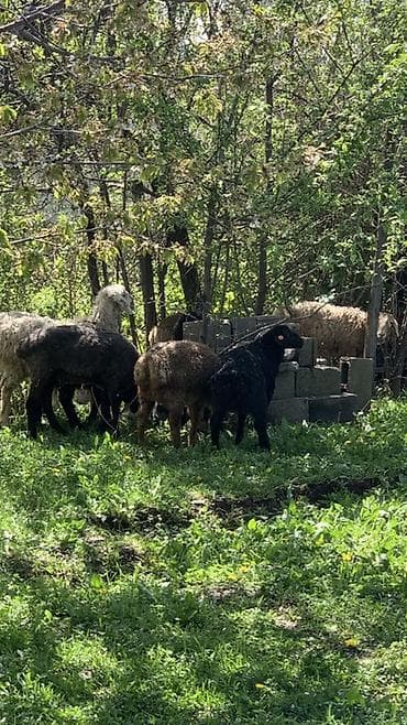 обмен на баран: Продаю | Овца (самка) | Для разведения — 1