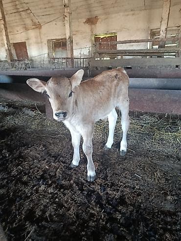 капкан для крысы: Продаю | Корова (самка) | Для молока | Привязанные — 6
