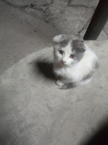 Котёнок с короткими ушками, бело-серого окраса. Мягкая полудлинная