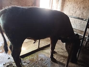 сары булун: Сатам | Бука (эркек) | Бордоп семиртүү үчүн | Байланган — 6