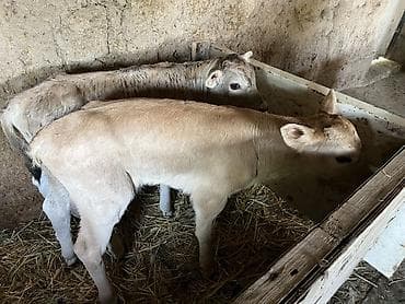 Животные: Продаю | Корова (самка) | Для молока | Привязанные — 8