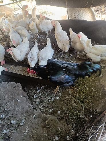 дакан корз: Продаю | Куры, Петух | Брама, Дакан, Домашняя | На забой, Несушки — 10