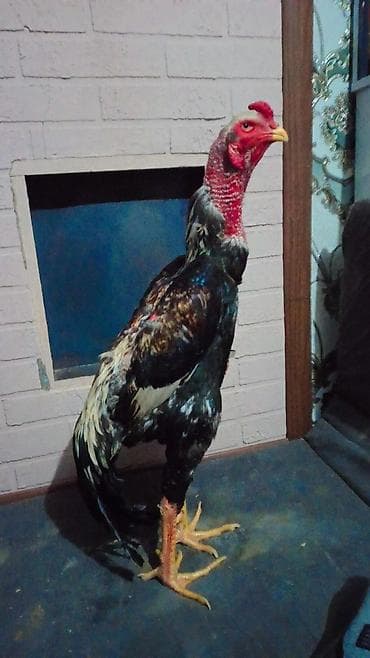 чорный брама: Продаю | Петух | Бойцовая | Для разведения — 2