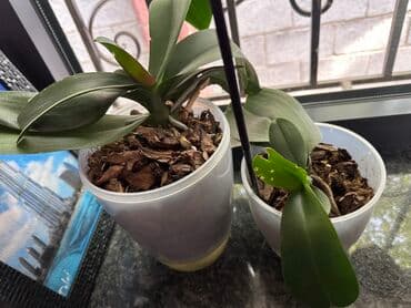 Орхидеи по 300 сом