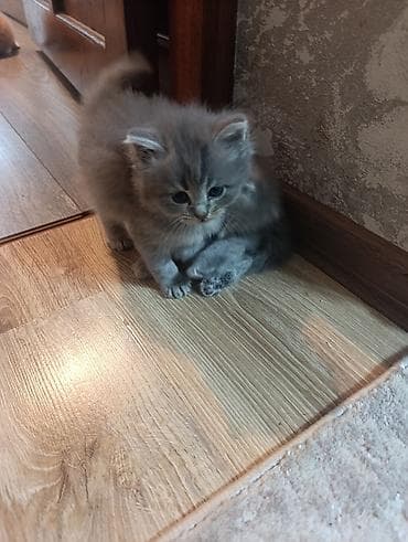 canada goose: Пушистые котята, домашнего выращивания. - Возраст на фото: примерно — 4