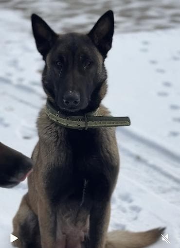 Бельгийская овчарка, 1 месяц, Самец, С родословной