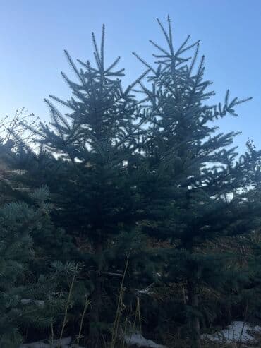 веник с совком цена бишкек: Продается — 4