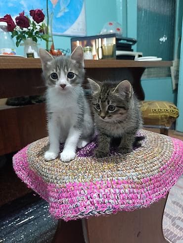 Котята. Ищем очаровательным кот,там надёжный дом. Обоим котятам нет