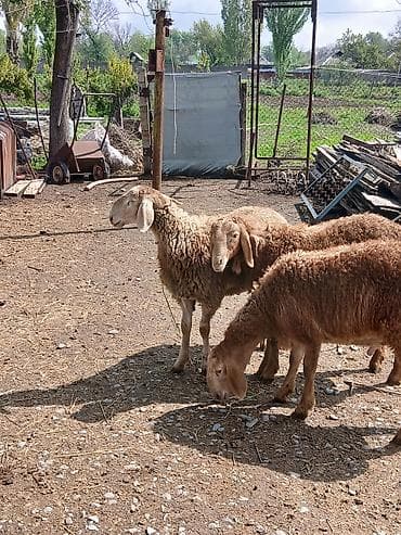собаки сокулук: Сатам | Козу | Арашан | Көбөйтүү үчүн | Асыл тукумдуу — 5
