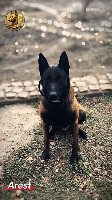 собака для ахоты: Вязка: Бельгийская овчарка, Самец, 3 года, С прививкой, С родословной — 3