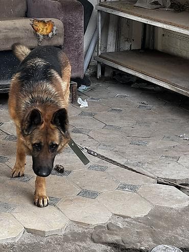 черный овчарка: Немецкая овчарка, 2 года, Самец — 2