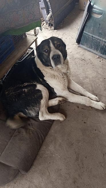 прадаю кангал: Алабай, 2 месяца, Самка — 6