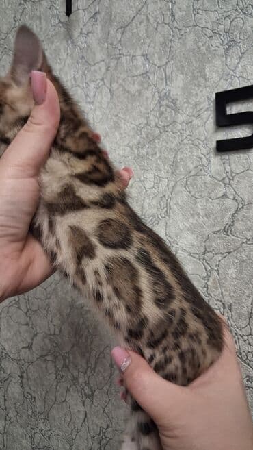 сумка для кошек: Бенгальская, 1 месяц, Девочка, Приучена к лотку — 10