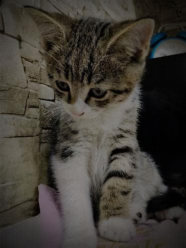 Кошки: 2 месяца, Мальчик, Приучена к лотку — 4