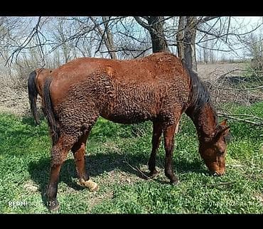 жеребец жорго: Продаю | Кобыла (самка), Жеребенок | Полукровка | Для разведения, Конный спорт | Племенные — 5