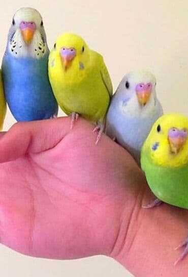 трафареты для рисования животных: Попугаи, попугай волнистые хорошо учатся говорить и приручаются к — 4