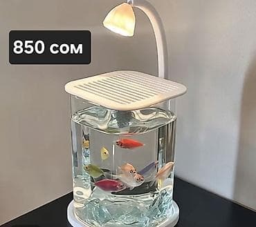 Птицы: Аквариумы и террариумы из прозрачного пластика 1) Компактный — 1