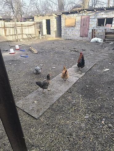 жөжө сатылат: Сатам | Тооктор | Үй | Көбөйтүү үчүн — 3