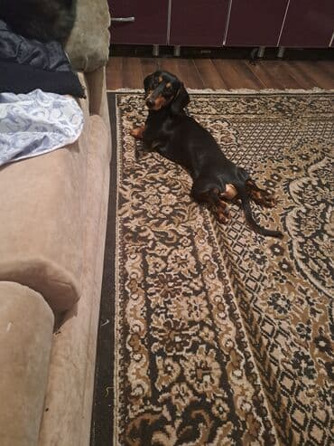 лабрадоры щенки: Такса, 1 месяц, Самка, С родословной — 8